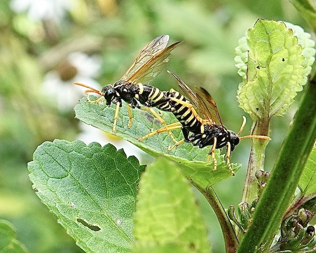 figwort sawfly